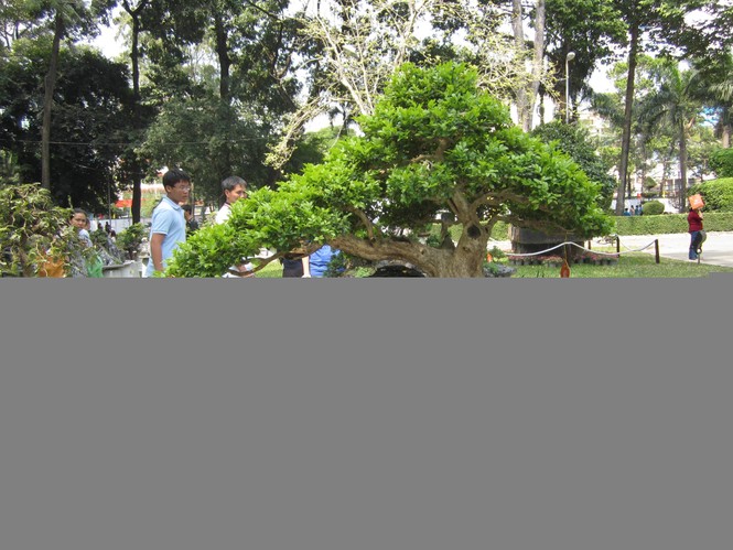 Hoa xuân tràn ngập công viên Tao Đàn - ảnh 4